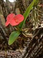 Euphorbia cylindrifolia ssp. cylindrifolia (Madagascar), Adelaide Botanic Gardens P1080771